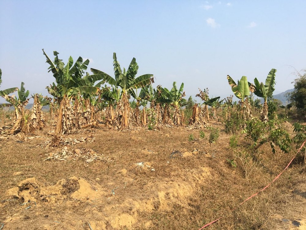 An abandoned Cavendish plantation, TR4-affected throughout