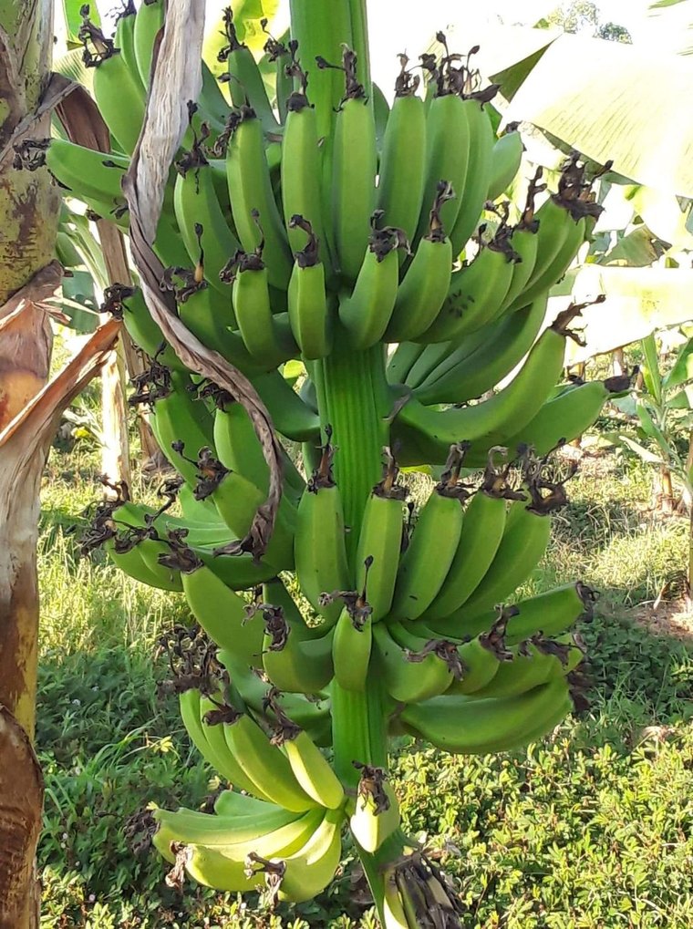 A banana bunch on a treated plant