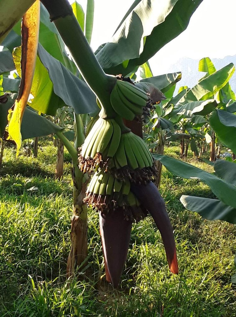 A Cavendish plant treated at 3 tonnes per hectare, growing on TR4-affected ground